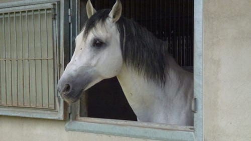 Reitsport ist der Traum vieler Mädchen 1