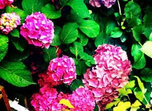 So legen Sie einen neuen Garten an 10 So legen Sie einen neuen Garten an 9