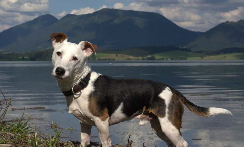 Rasseporträt Jack Russel Terrier 1