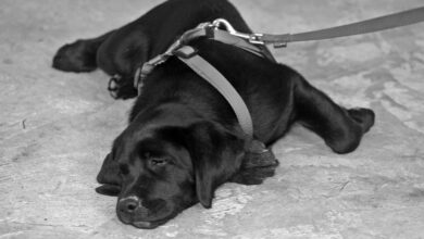 Die richtige Hundeleine finden 3