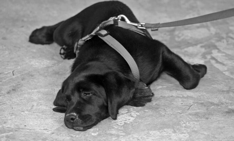 Mein Opa, seine Hunde und ich 1