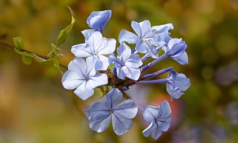 Bachblütentherapie für Hunde 1