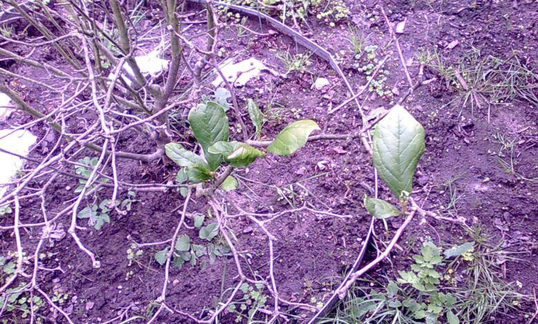 Frühblüher im Garten 1