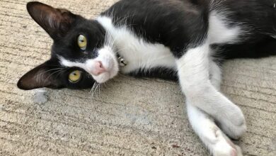 Messe „Hund und Katz“ in Dortmund 3