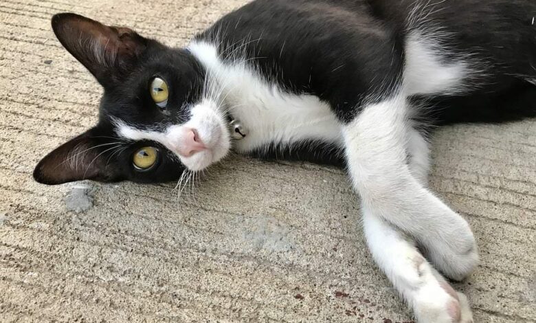 Messe „Hund und Katz“ in Dortmund 1