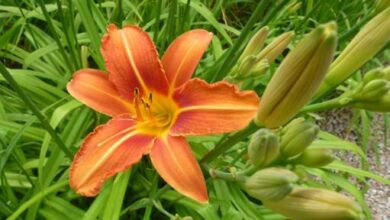 Geld sparen mit dem eigenen Garten 4 Geld sparen mit dem eigenen Garten 4