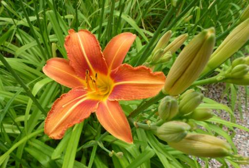 Geld sparen mit dem eigenen Garten 1