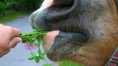 Zufütterung bei Pferden 8 Zufütterung bei Pferden 8
