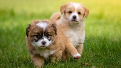 Mama, kann ich einen Hund haben? | Anschaffung eines Hundewelpen 11 Mama, kann ich einen Hund haben? | Anschaffung eines Hundewelpen 11