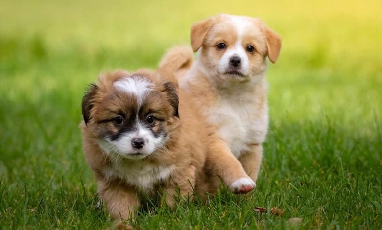 Mama, kann ich einen Hund haben? | Anschaffung eines Hundewelpen 1