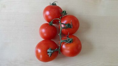 Tomaten selbst anbauen mit einem Gewächshaus 3
