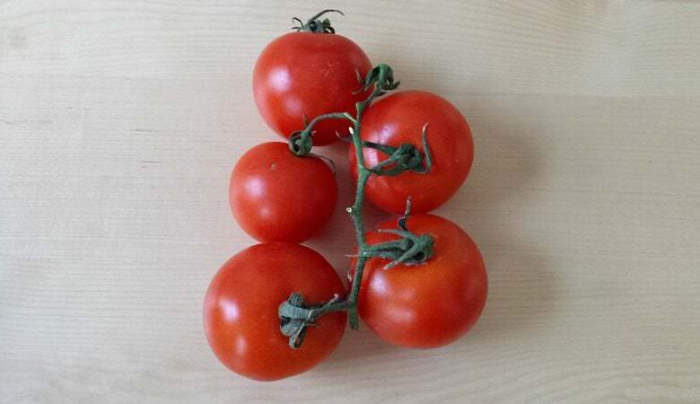 Tomaten selbst anbauen mit einem Gewächshaus 1