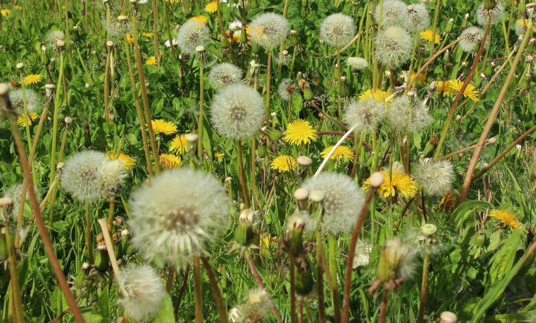 Allergiker im Frühjahr und Sommer 1