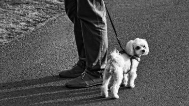 Ratgeber-Webseiten für Hundebesitzer 10 Ratgeber-Webseiten für Hundebesitzer 10