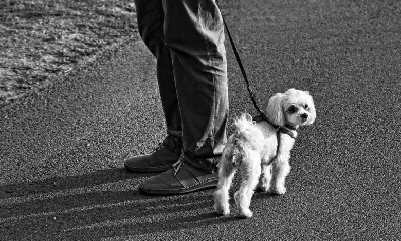 Ratgeber-Webseiten für Hundebesitzer 1