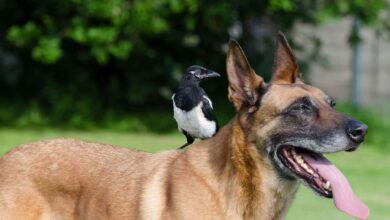 Top 7 der schönsten Tierfreundschaften 13 Top 7 der schönsten Tierfreundschaften 13