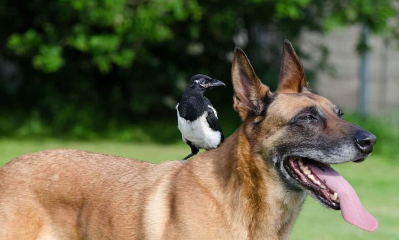 Top 7 der schönsten Tierfreundschaften 1