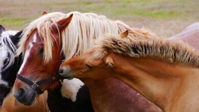 Ein eigenes Pferd? 3