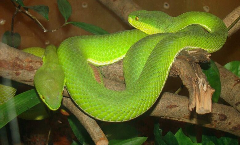 Top 7 der giftigsten Tiere 1