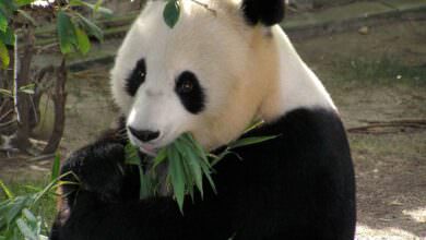 Top 7 der chilligsten und faulsten Tiere 5
