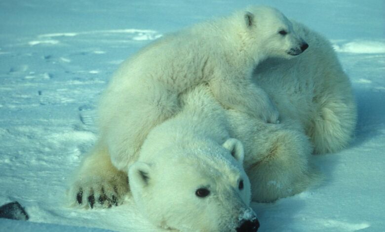 Top 7: Die elegantesten Tiere der Welt 1