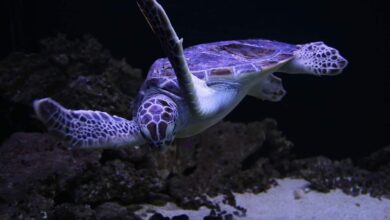 Exoten als Haustiere 8 Exoten als Haustiere 7