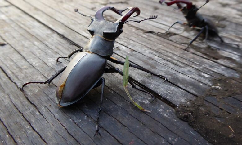 Top 7: Die schönsten Faunas 1