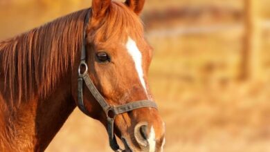 Was kann Magnetfeldtherapie für Pferde erreichen? 2