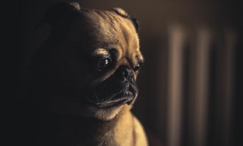 Bettwanzen beim Hund – so gehen Sie vor 1