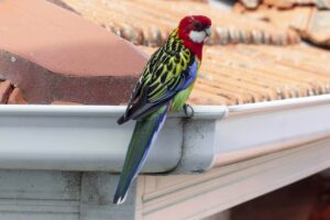 eastern-rosella-829724_1280