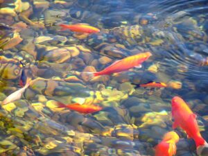 Das große Projekt einen Gartenteich bauen zu wollen 3 koi-780685_640