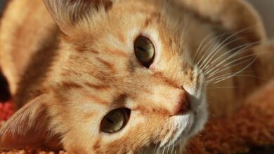 Top 7: Die beliebtesten Haustiere 9