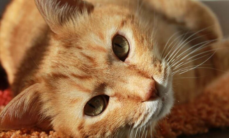 Top 7: Die beliebtesten Haustiere 1