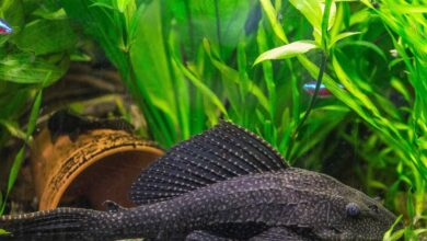 Top 7 der pflegeleichtesten Aquarienfische 6 Top 7 der pflegeleichtesten Aquarienfische 6