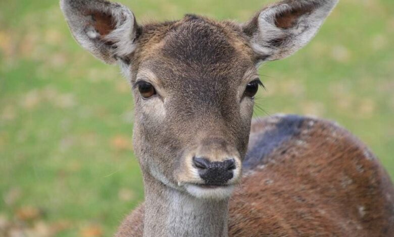 Picknick mitten in der Wildbahn - Ein Tag im Naturwildpark Granat 1