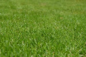Rasen sähen – aber welchen Rasensamen nutzen? 2