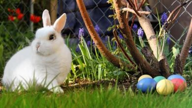 Eine herzerwärmende Geschichte über den Osterhasen 4 Eine herzerwärmende Geschichte über den Osterhasen 4