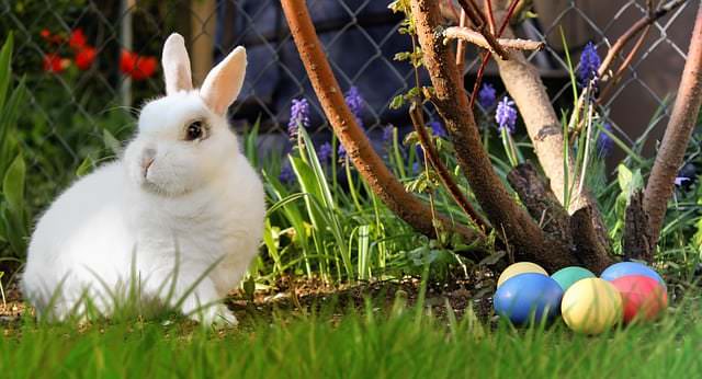 Eine herzerwärmende Geschichte über den Osterhasen 1