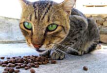 Darum frisst deine Katze nicht 15 Darum frisst deine Katze nicht 15
