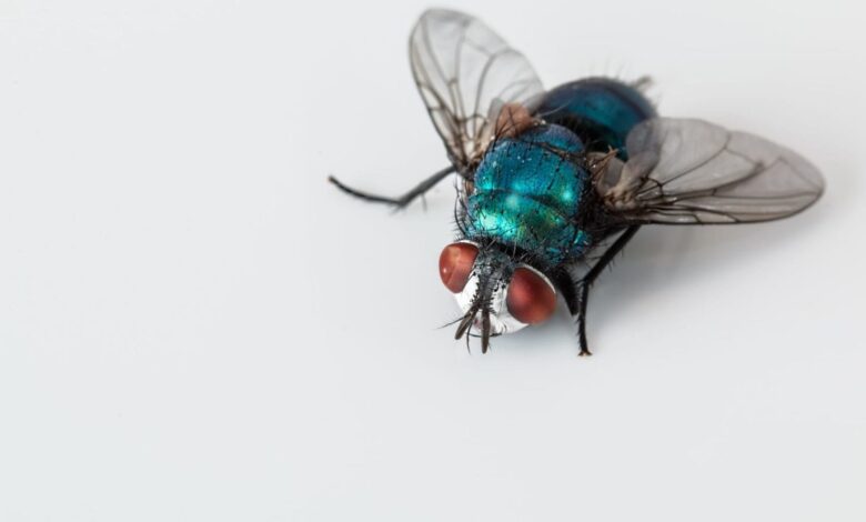 Was Sie beim Kauf von Fliegengittern beachten sollten 1