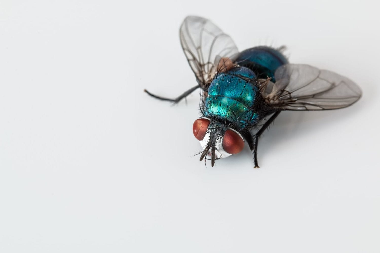 Was Sie beim Kauf von Fliegengittern beachten sollten 2