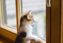 Wie sinnvoll sind Katzenschutzgitter? 14 Wie sinnvoll sind Katzenschutzgitter? 14