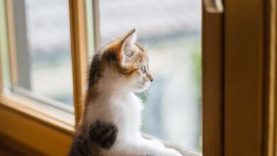 Wie sinnvoll sind Katzenschutzgitter? 2