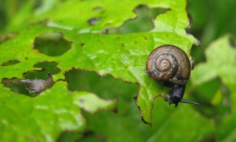 Natürlicher Schutz gegen Insekten 1