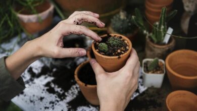 Die 5 wichtigsten Tipps für die Gartenarbeit 10 Die 5 wichtigsten Tipps für die Gartenarbeit 10