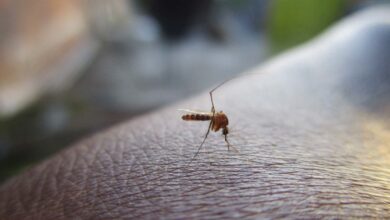 Ich habe mir ein Fliegengitter gekauft 3