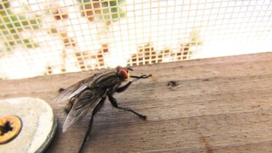 Schütz dein Haus gegen Fliegen und andere Insekten 4
