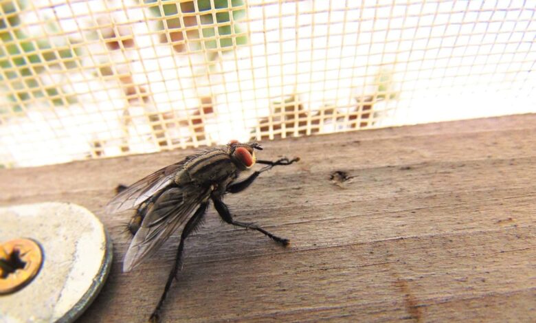 Schütz dein Haus gegen Fliegen und andere Insekten 1