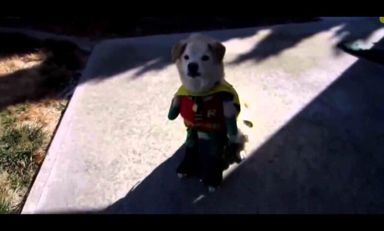 Kostüme für Hunde 1