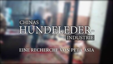 Weg mit Leder | Stoppt die Quälerei der Tiere 2